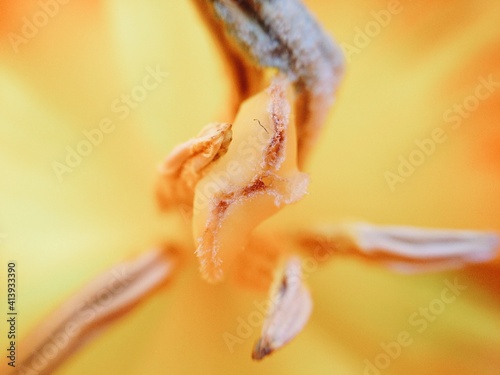 close up of tulip