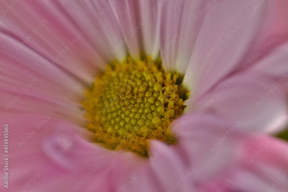 Flower Close up Flower Close up