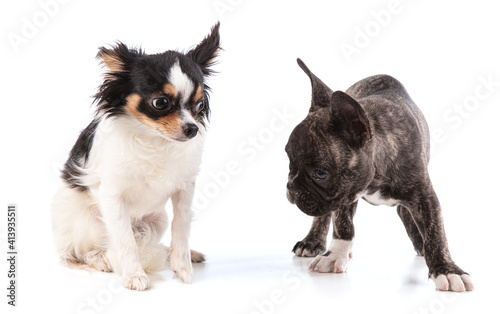 French bulldog puppy with chihuahua