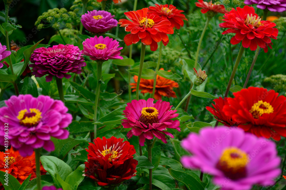 Flores cinia y rosa mística en primavera Flores cinia y rosa mística en primavera