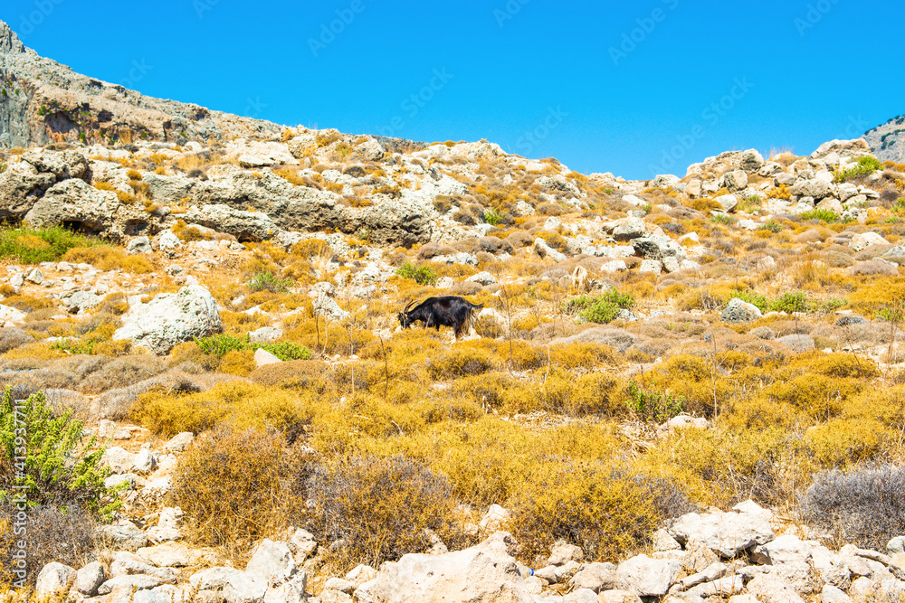 Wild goats walk in the gorge in Rhodes island