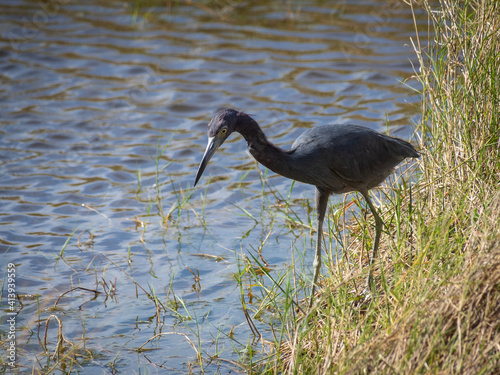 Obraz na plátně Little blue heron looking for food