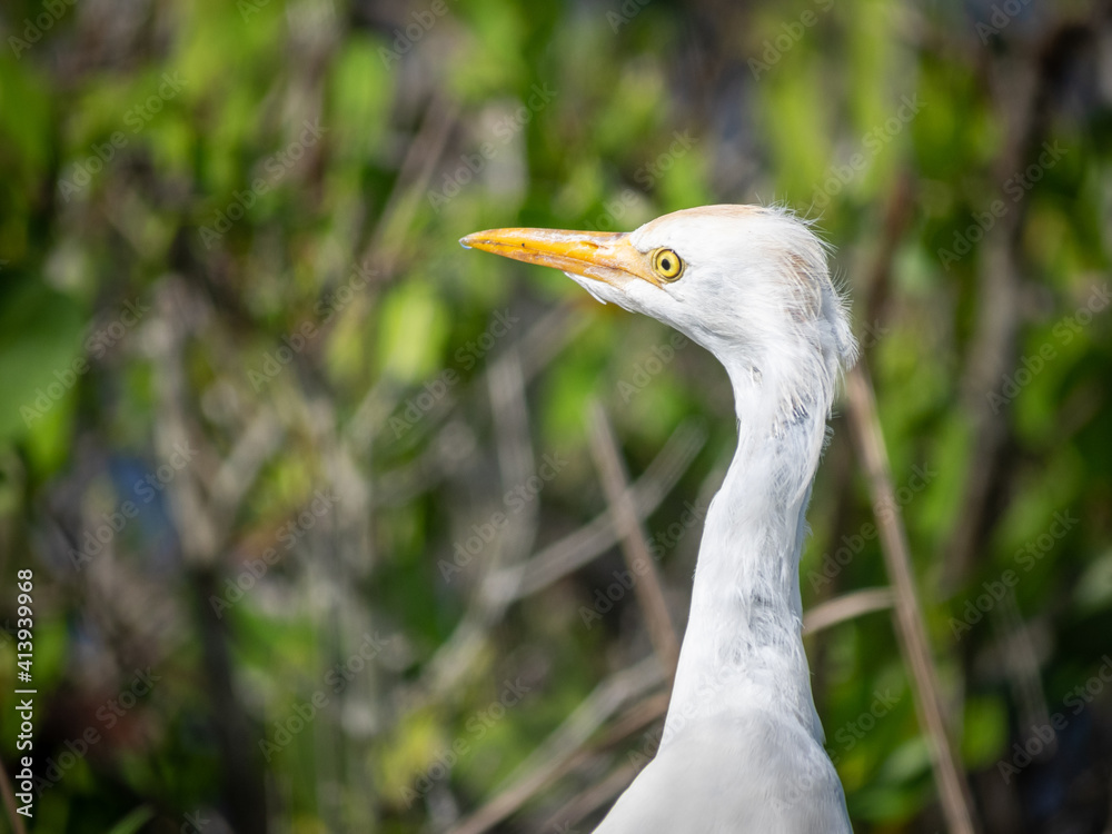 Very cutte cattle egret looking for food Very cutte cattle egret looking for food