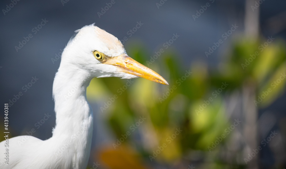 Very cutte cattle egret looking for food Very cutte cattle egret looking for food