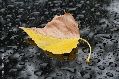 Verwelktes Herbstblatt - Pappel