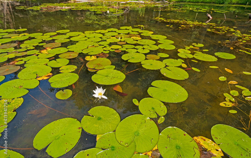 Lily Pads on a Wilderness Lakeshore Lily Pads on a Wilderness Lakeshore