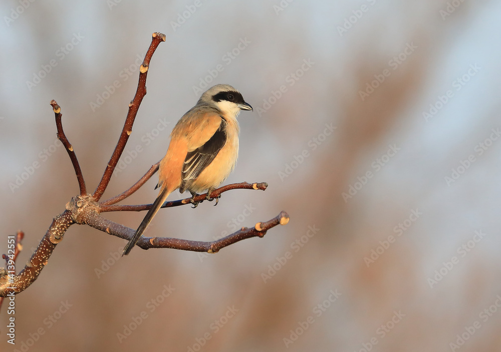 Fototapeta premium Long-tailed shrike (Lanius schach) in Japan