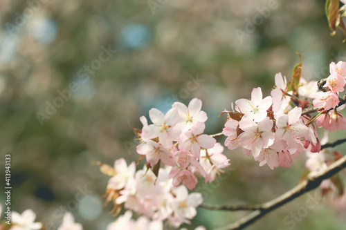 Soft spring background, blur. Blossoming branches of cherry sakura. Copy space.