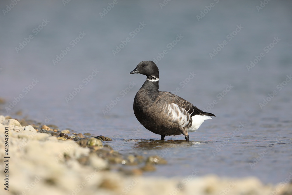 Brant goose (Branta bernicla orientalis) in Japan Brant goose (Branta bernicla orientalis) in Japan