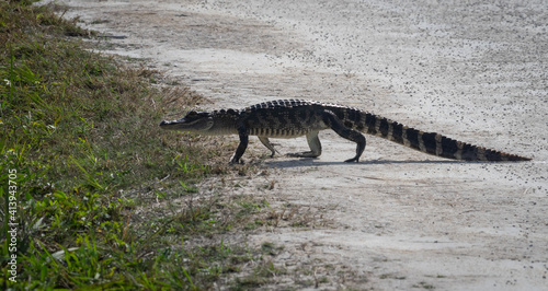 Little American Alligator crossing the road