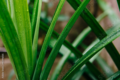 pandan leaves are fresh green with dew drops. scientific name Pandanus amaryllifolius