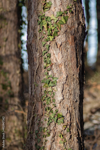 Fototapeta Naklejka Na Ścianę i Meble -  Climbing fig. Ivy growing over the tree trunk. Deep green colors.