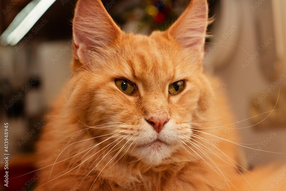 Close-up portrait of meinkun cat Close-up portrait of meinkun cat