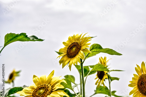 Close up of Sunflower with dramatic image