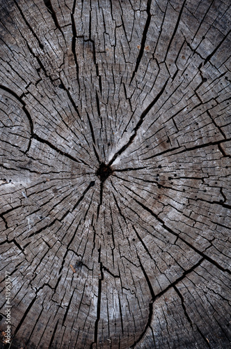 Rotten cracked stump, textured wood surface. Background from old cut wood, Outdoor atmospheric action. Close-up