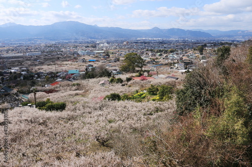 小田原市 曽我梅林 梅と富士山遠景