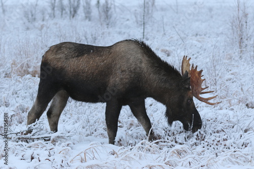 Bull moose in Anchorage, AK