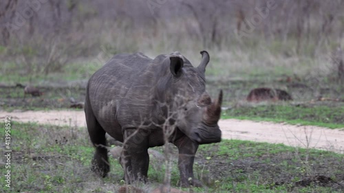 scratched up White Rhino walks on African savanna beside dirt road