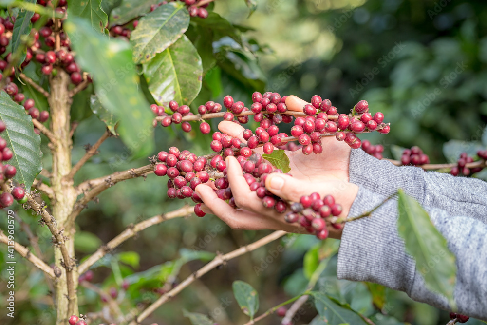 Indigenous peoples were picking coffee Indigenous peoples were picking coffee