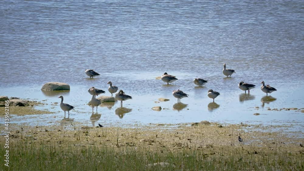 Wildlife, wild waterbirds in Matsalu National Park, protected reservoir bird watching destination with rare migratory birds, blue water coastline, sunny summer day Wildlife, wild waterbirds in Matsalu National Park, protected reservoir bird watching destination with rare migratory birds, blue water coastline, sunny summer day