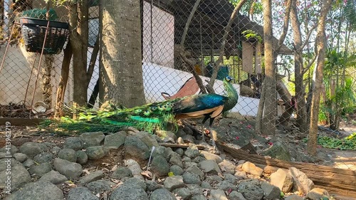 4k of Peacock find some food in a cage