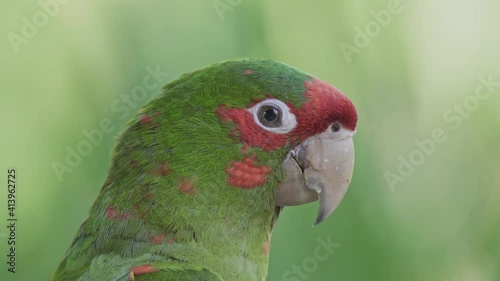 Close up of a curious green and red mitred parakeet looking around surrounded by vegetation