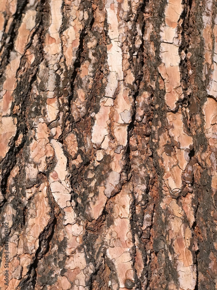 Texture of the pink and red bark of a tree Texture of the pink and red bark of a tree