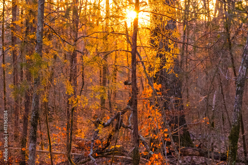 Sunset in the woods © CoreyWaltersVI