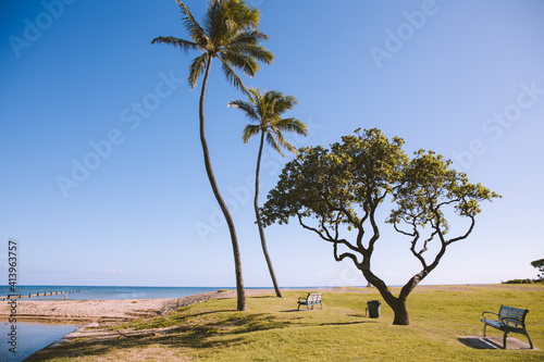 Palm trees in Waialae Beach Park  Oahu island   Hawaii landscape