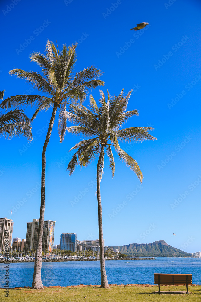 Palm trees in Waialae Beach Park, Oahu island | Hawaii landscape