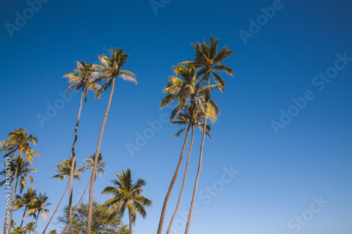 Palm trees in Waialae Beach Park  Oahu island   Hawaii landscape
