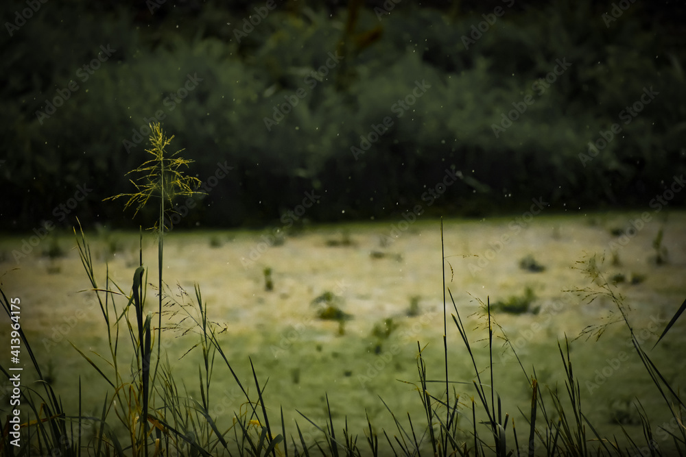 Rain on The Pond Rain on The Pond