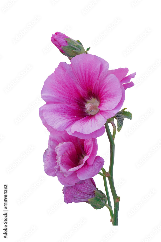Beautiful hollyhock is growing in a garden. Pink flower of hollyhock on blur background. Beautiful hollyhock is growing in a garden. Pink flower of hollyhock on blur background.