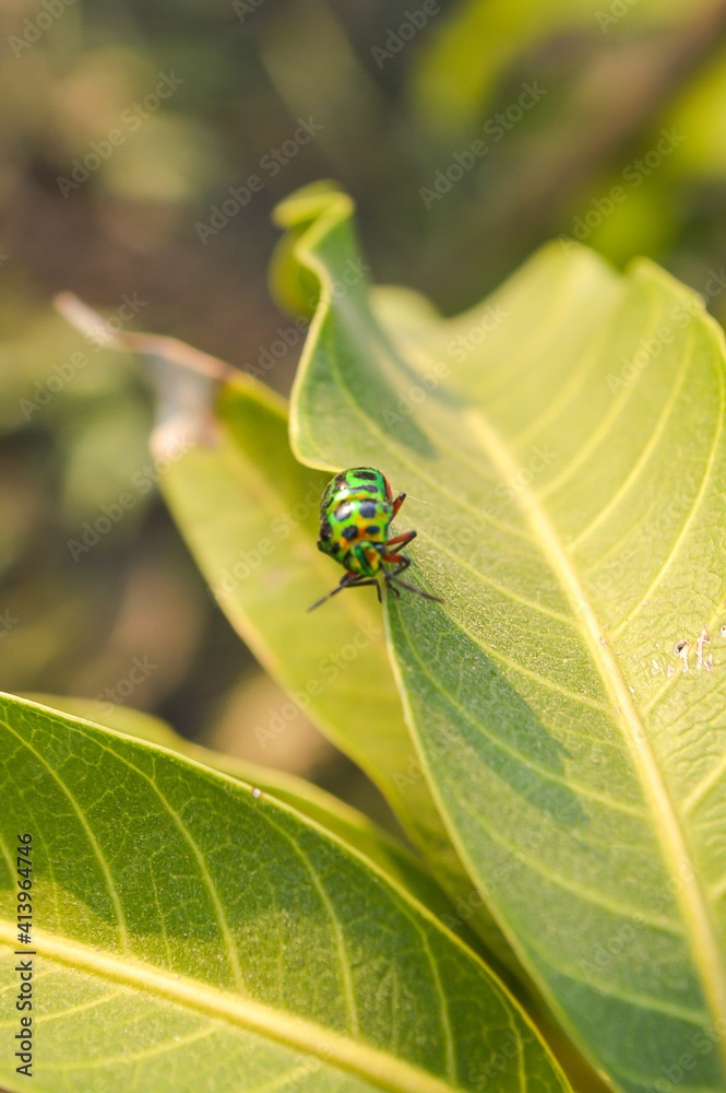 Naklejka premium beautiful insect on green leaf