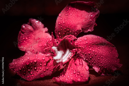 Selective focus on petals and water drops 
