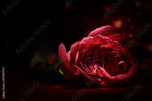 red rose on black background