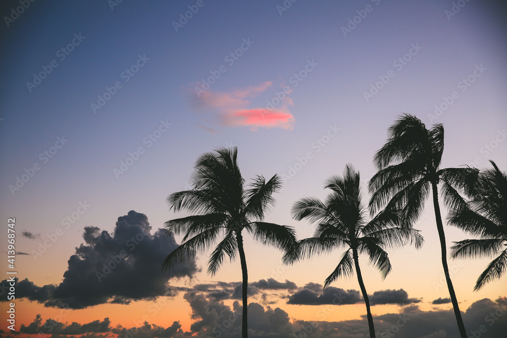 Obraz premium Kakaako Waterfront Park, Plam Tree silhouette photo at sunset, Honolulu, Oahu, Hawaii