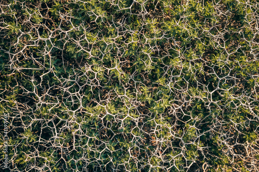 Spiny burnet or Sarcopoterium spinosum is a flowering perennial bush Spiny burnet or Sarcopoterium spinosum is a flowering perennial bush