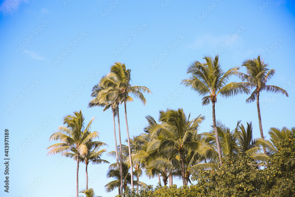 Palm trees at Laniakea Beach, Oahu, Hawaii