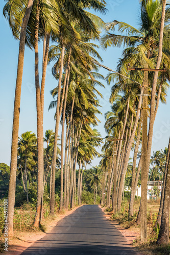 Narrow asphalt road with palm trees in Goa, India.