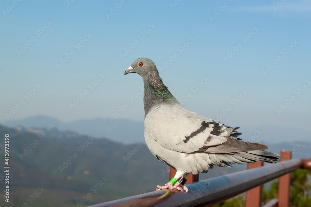Fototapeta premium pigeon sitting on a pipe on mountains background, close up