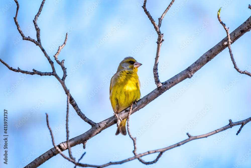 Fototapeta premium Green and yellow songbird, The European greenfinch sitting on a branch in spring.