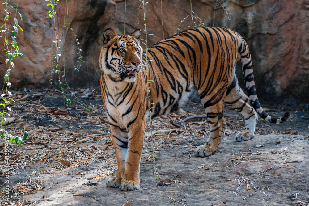 Fototapeta premium close up Bengal Tiger in zoo
