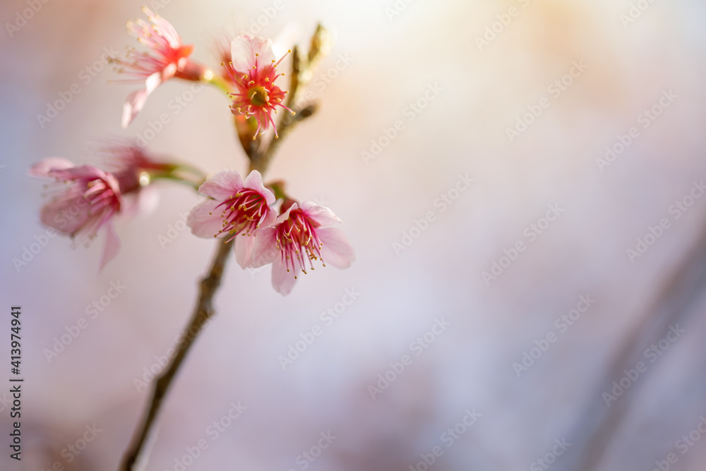 Sakura flowers blooming blossom in Chiang Mai, Thailand Sakura flowers blooming blossom in Chiang Mai, Thailand