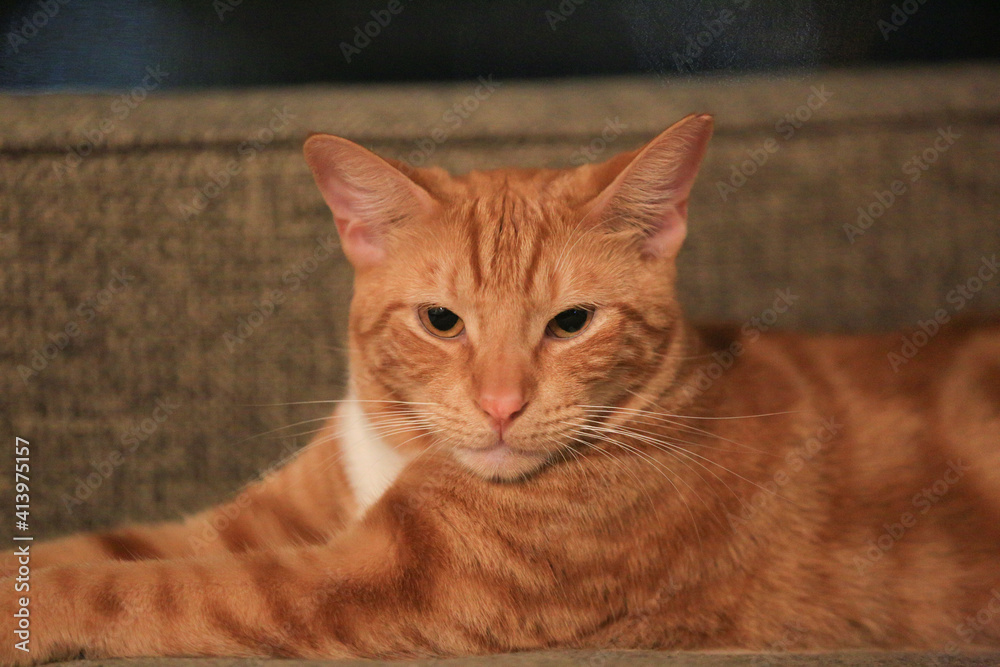 Orange cat on the sofa