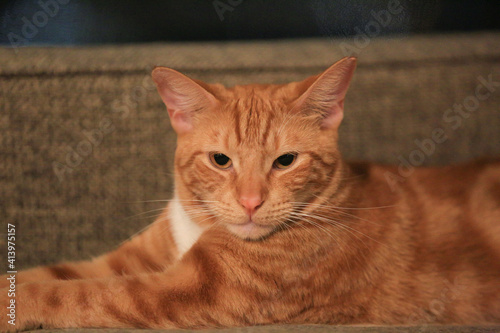 Orange cat on the sofa