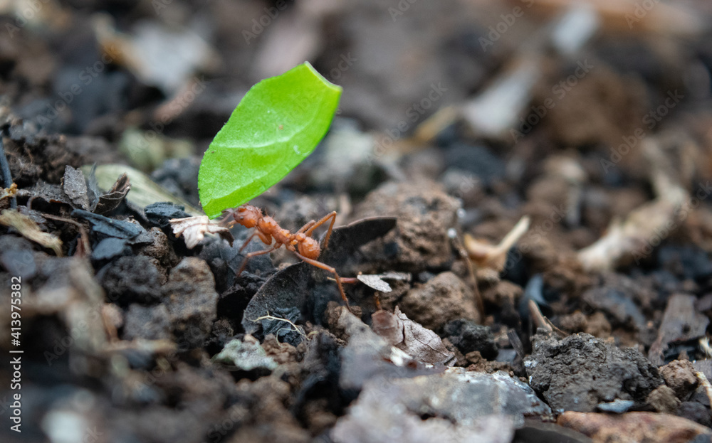leaf cutter ant leaf cutter ant
