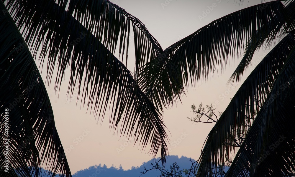 Fototapeta palm tree silhouette