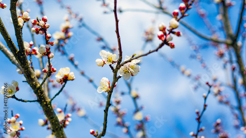 spring flowers on tree branches against the blue sky
