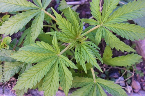 closeup of cannabis sativa also known as bhang in India ,Cannabis is a standoff between a drug and a medicine